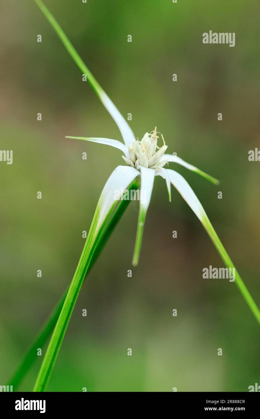 Weißer Sedge, Everglades-Nationalpark, Florida (Rhynchospora colorata), weißer Sedge, Starrush Whitetop, USA Stockfoto