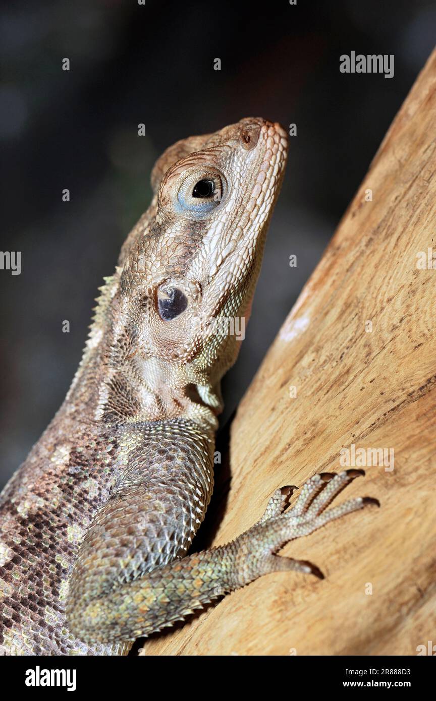 Gemeiner Agama (Agama Agama), weiblich, rothaariger Agama Stockfoto