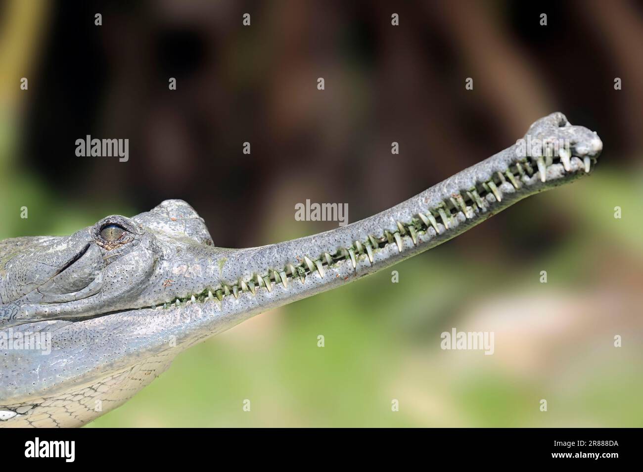 Indischer Gharial (Gavialis gangeticus), Gavial Stockfoto