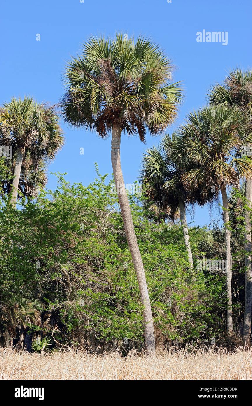 Cabbage Palm, Myakka River State Park, Florida, USA, Cabbage Palmetto (Sabal Palmetto), Sabal Palm Stockfoto