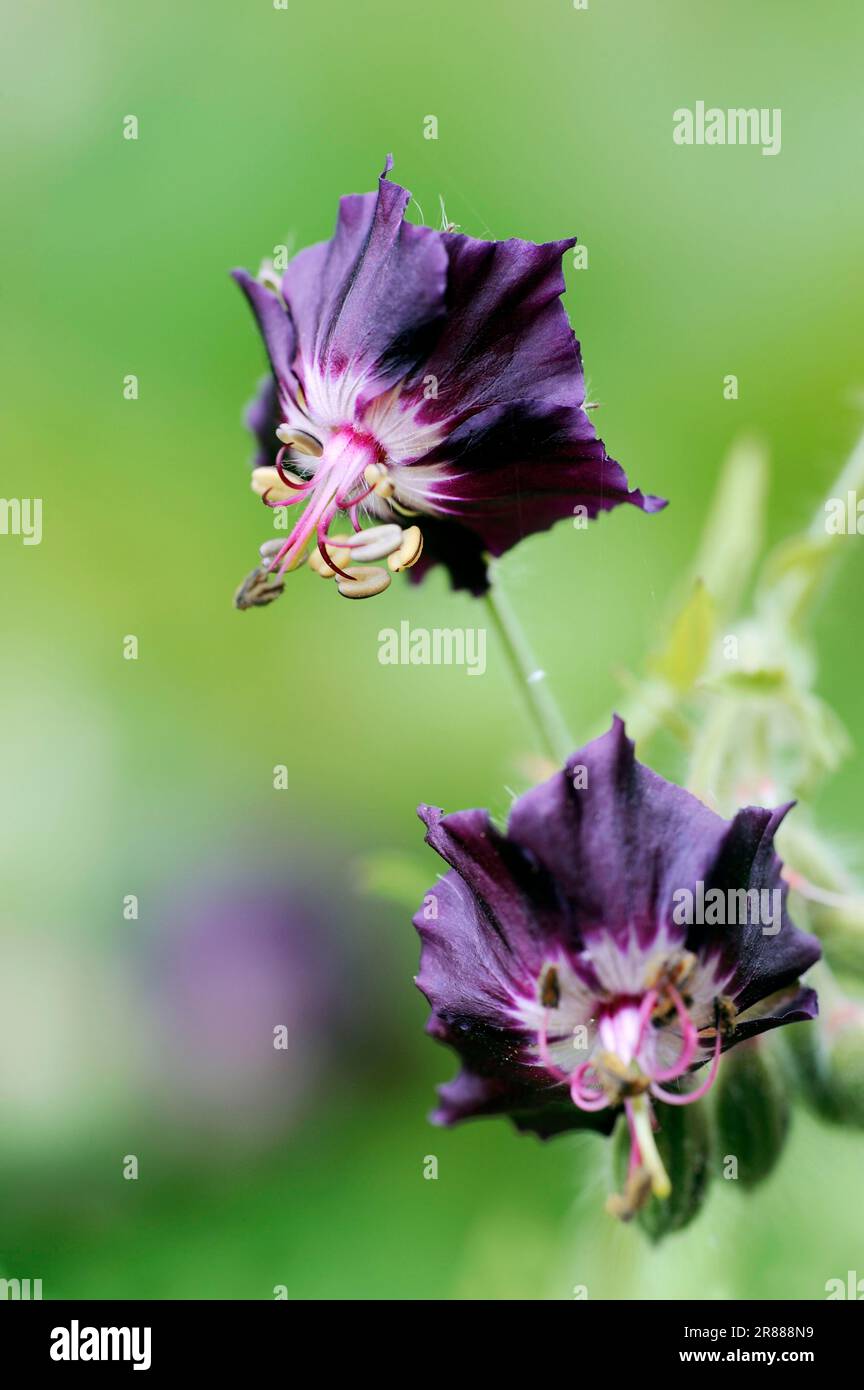 Dusky Cranesbill, Dusky Cranes-Bill, Dusky Trauer (Geranium phaeum) Witwe Stockfoto