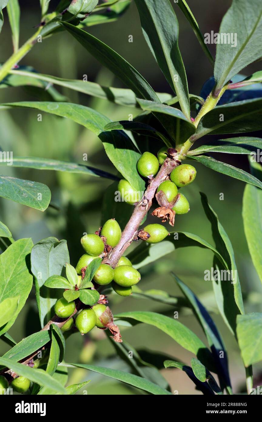 Februar Daphne (Daphne mezereum), Deutschland, Mezereon Stockfoto