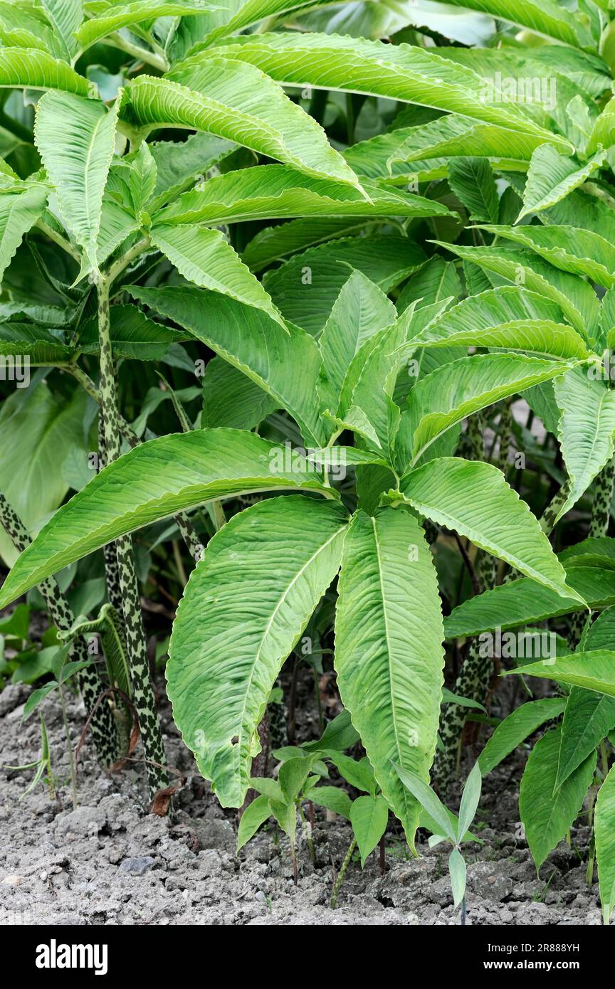 Voodoo Lily (Sauromatum venosum) (Sauromatum guttatum) Stockfoto