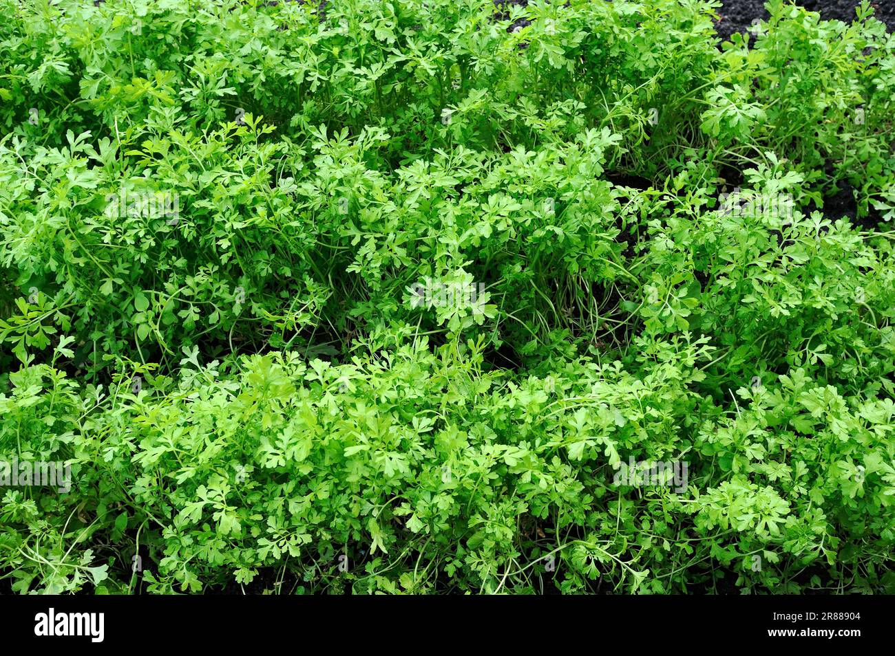 Gartenkresse (Lepidium sativum), Gartenkresse, Kresse, Pfeffergras, Pfeffergras, Pfefferkraut Stockfoto