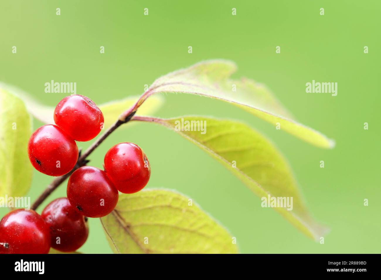 Europische rote Heckenkirsche (Lonicera Xylosteum), Knospen, Deutschland  Stockfotografie - Alamy
