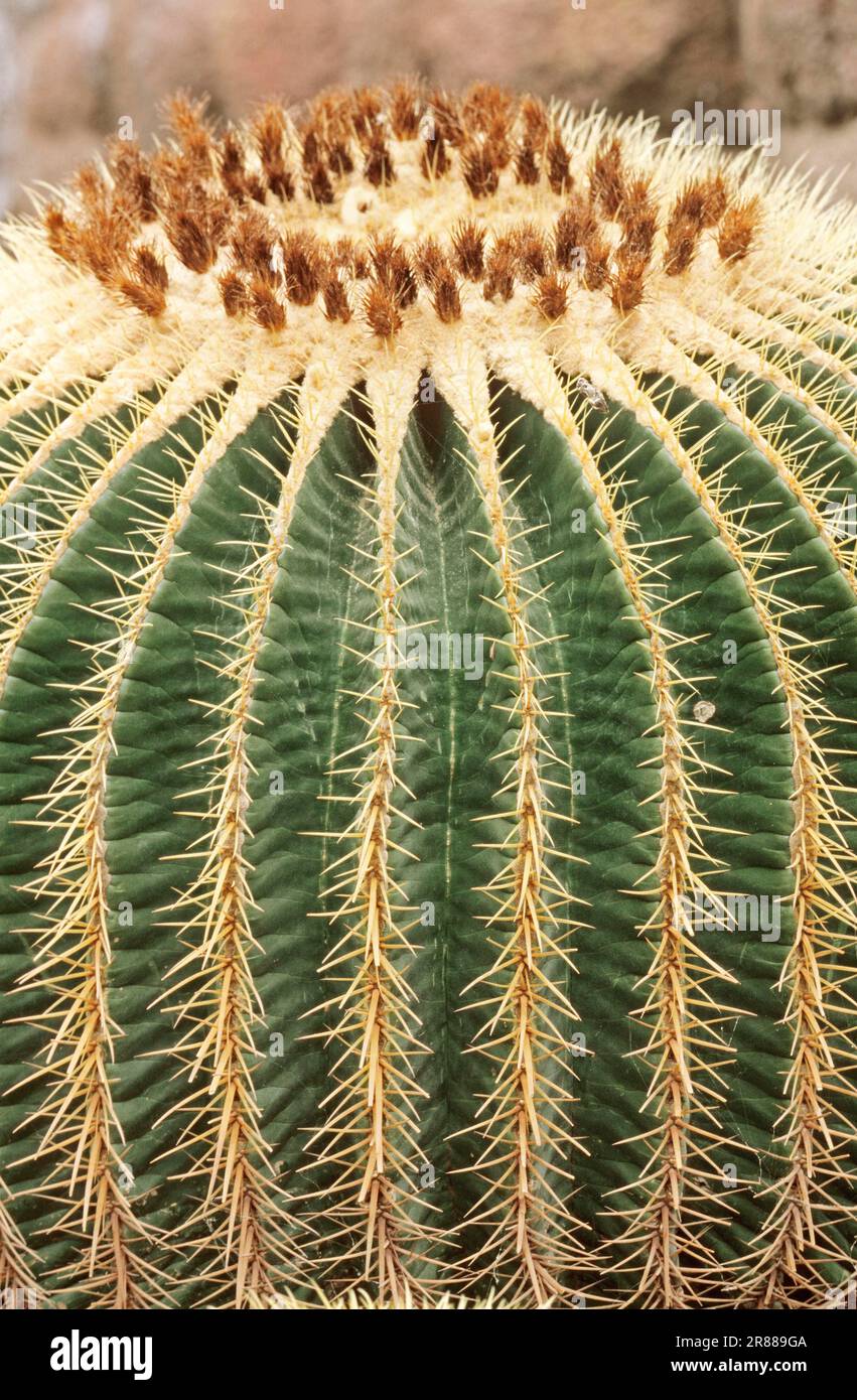 Golden Barrel Cactus (Echinocactus Grusonii) Stockfoto