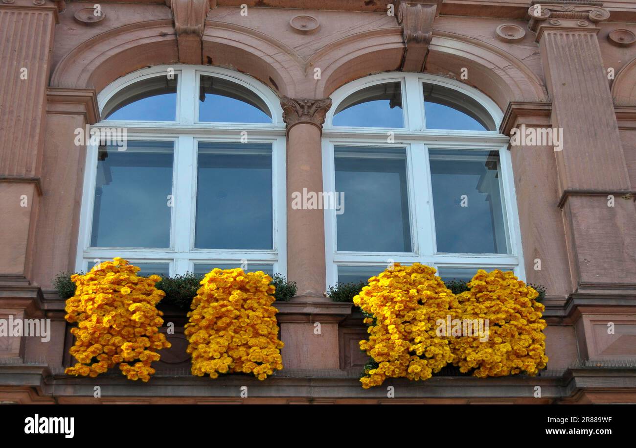 Schulhausfassade, Chysanthemen am Fenster, Gärten, Chrysanthema in Lahr