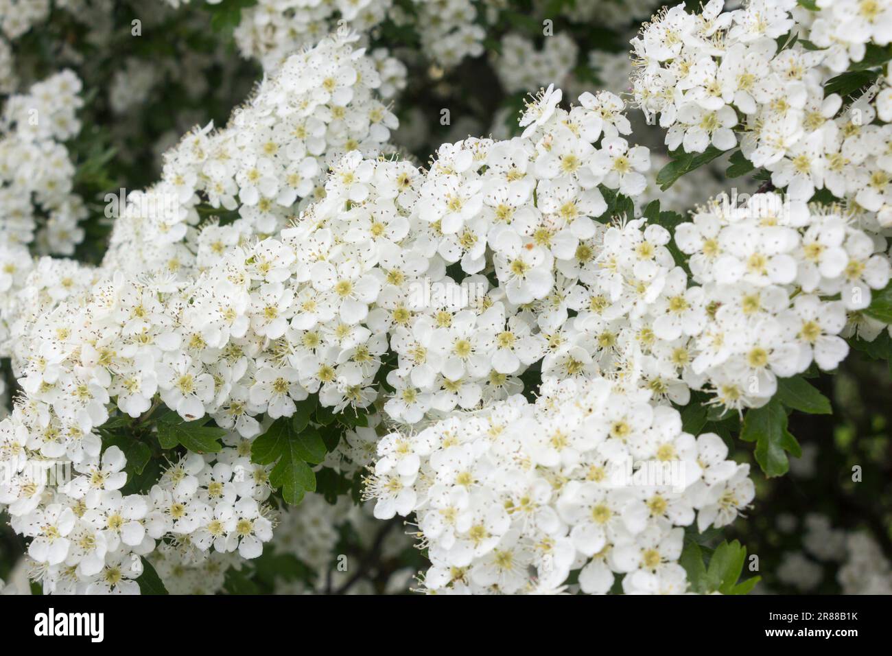 Weißdornbaum (Crataegus monogyna) blüht mit zahlreichen weißen Blüten. Auch bekannt als Maibaum. Stockfoto