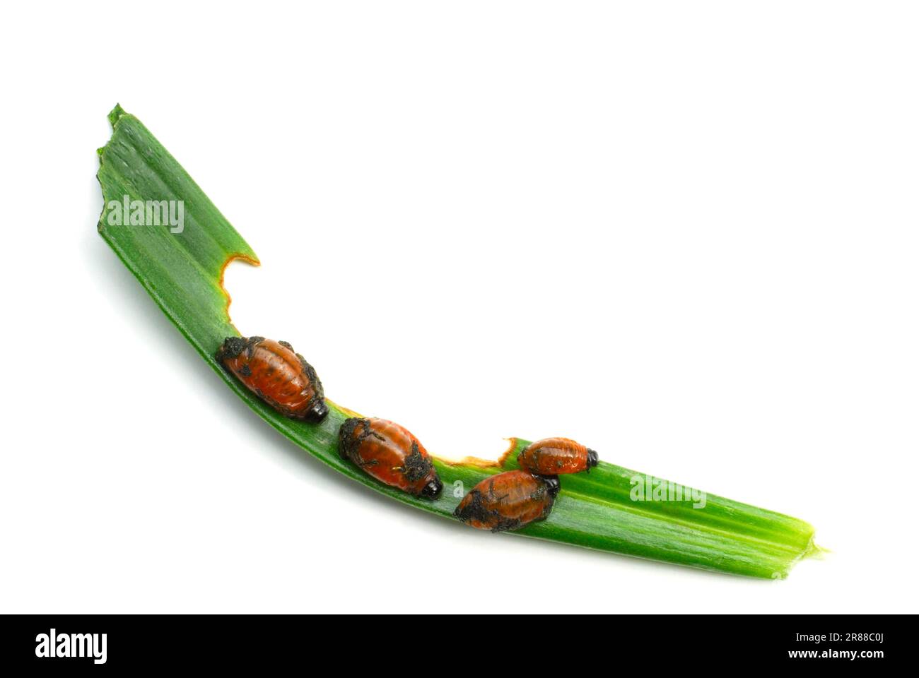 Scharlachkäfer (Lilioceris lilii Stockfoto