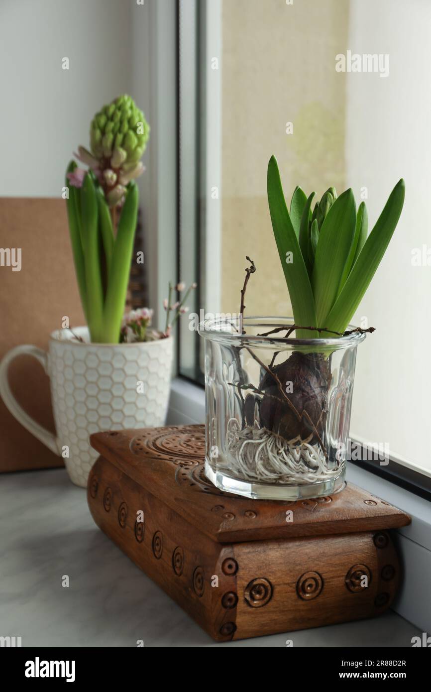 Wunderschöne bulbusförmige Pflanzen auf Fensterbank drinnen. Frühling Stockfoto