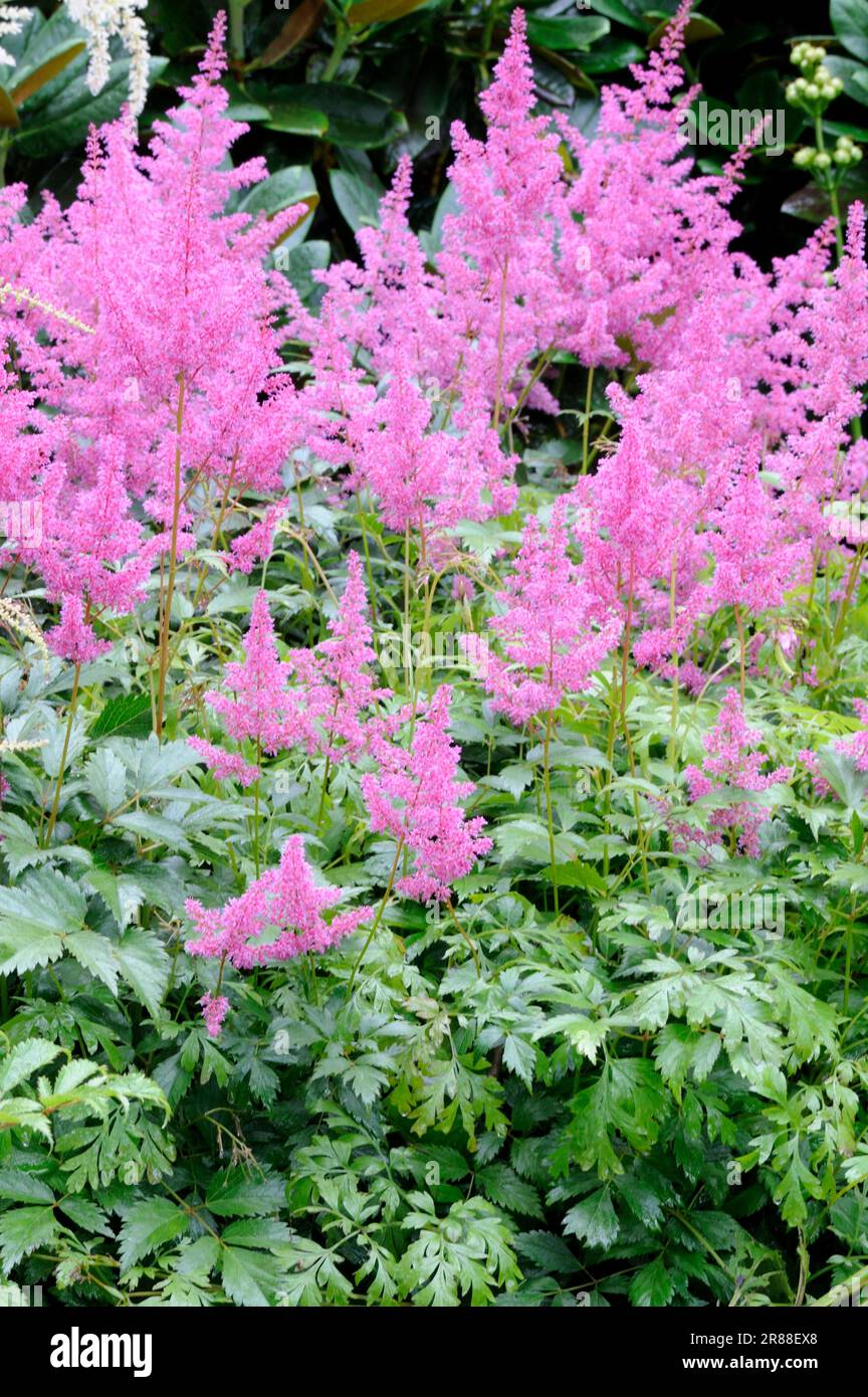 Astilbe simplicifolia Fotos und Bildmaterial in hoher Auflösung Alamy