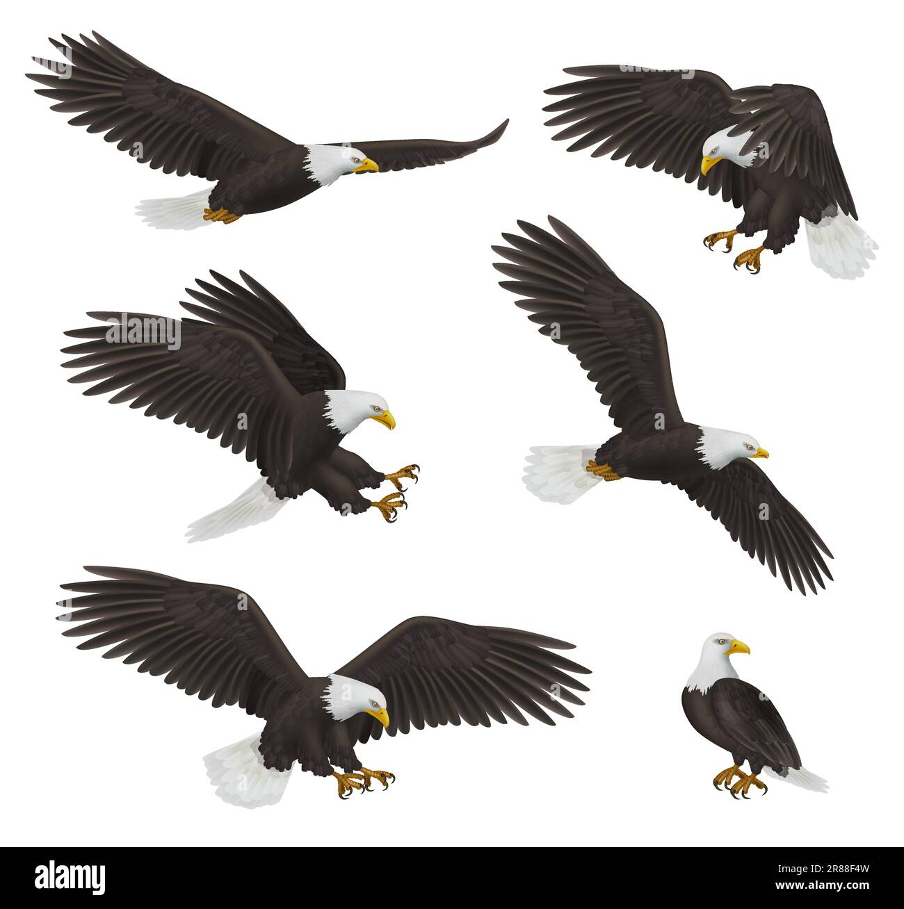 Adler. Die Freiheitssymbole der Raubvögel sind anständige, realistische fliegende Adler Stock Vektor