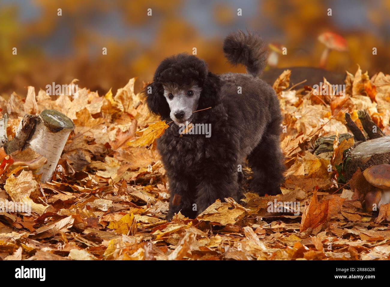 Miniaturpudel, Welpe, 13 Wochen, Silber, Herbstblätter Stockfoto