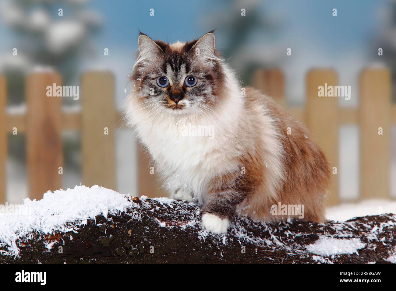 Neva Masquarade, Seehund-Tabby-Point-White, Sibirische Waldkatze, Neva Masquerade Stockfoto