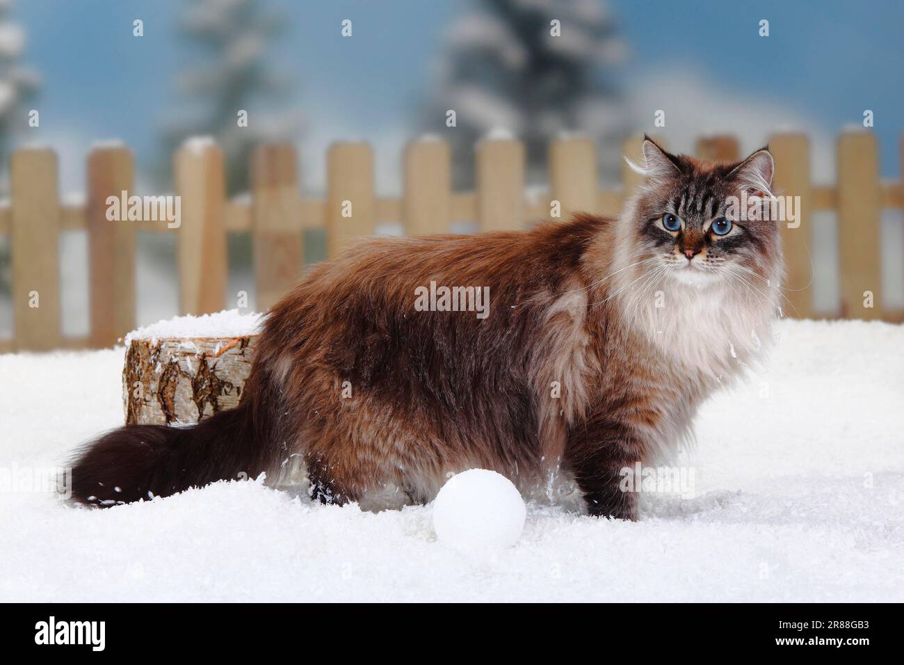 Neva Masquarade, Männlich, Seehund-Tabby-Point, Sibirische Waldkatze, Sibirische Katze, Sibirien, Neva Masquerade, Page Stockfoto