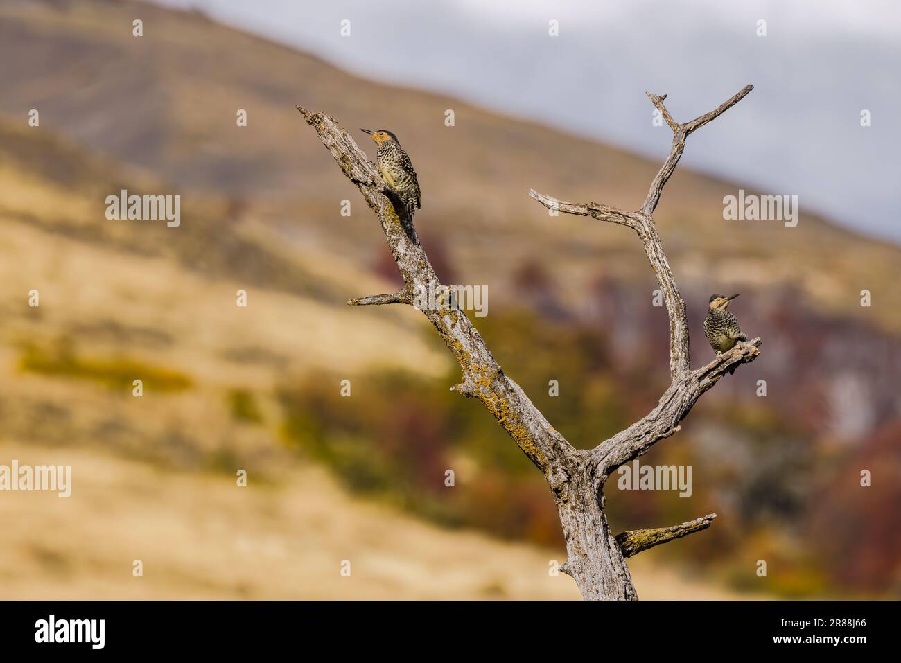 Zwei piledierte Spechte, isoliert auf Ästen eines toten Baumes, Argentinien, Patagonien, Südamerika Stockfoto