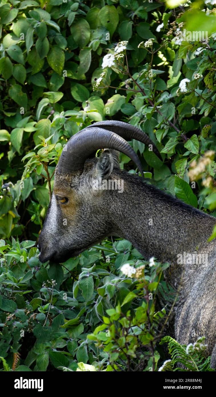 Ein wunderschöner nilgiri tahr, der sein Essen isst. Nilgiri tahr ist eine vom Aussterben bedrohte Ziegenart und kann im eravikulam-Nationalpark in kerala, indien, gesehen werden Stockfoto