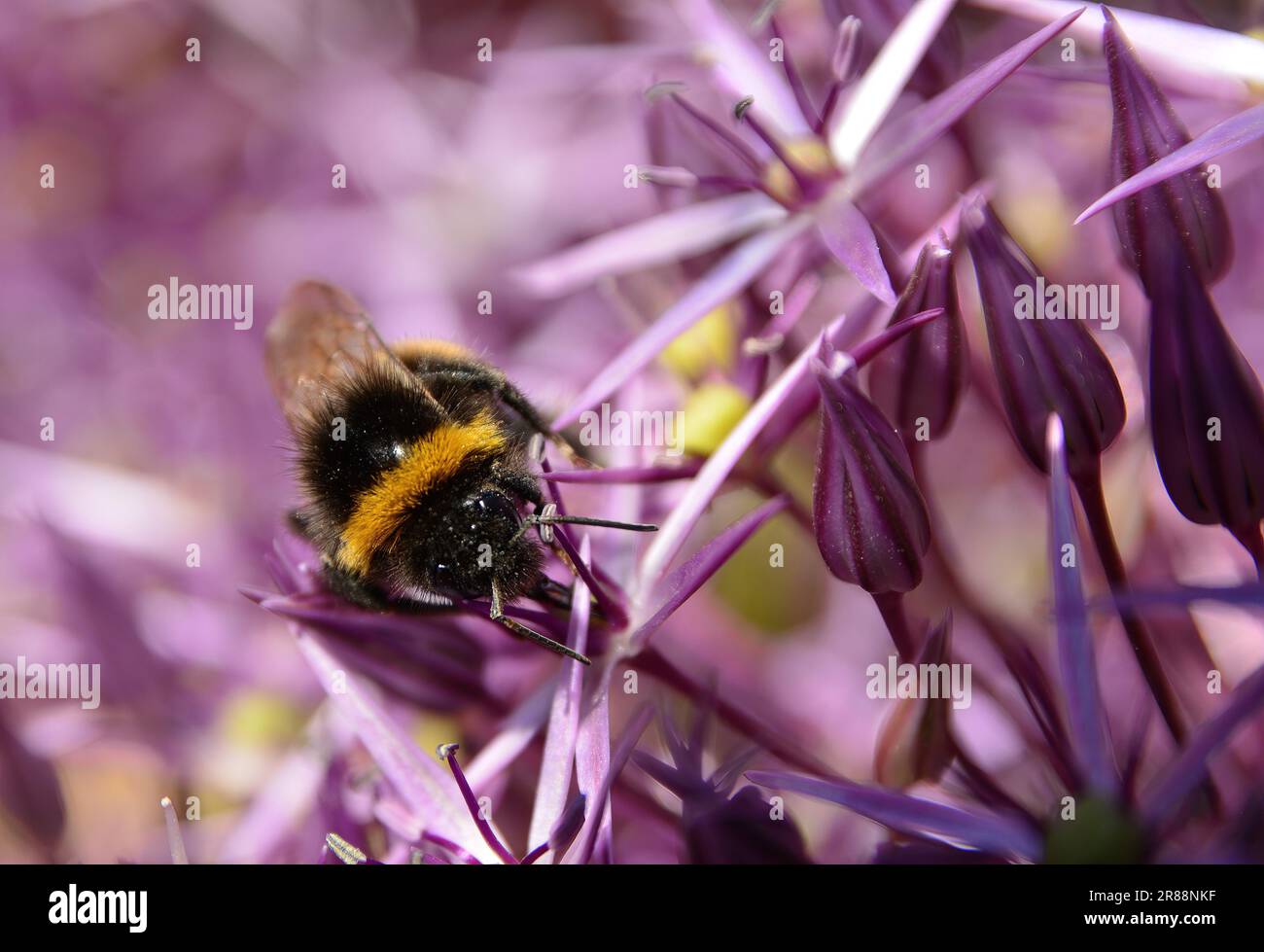 Hummeln, die Pollen extrahieren Stockfoto