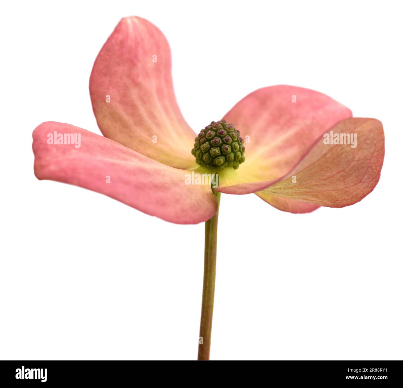 Blühende Hundelbaumblüte isoliert auf weißem Hintergrund Stockfoto