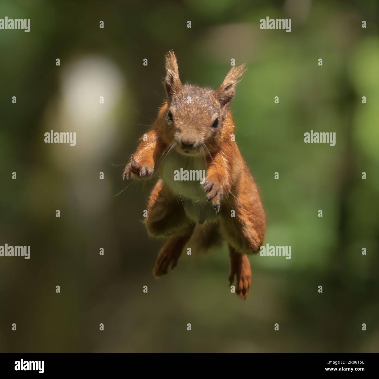  Ein rotes Eichhörnchen, das in Richtung Kamera springt. DOUNE 