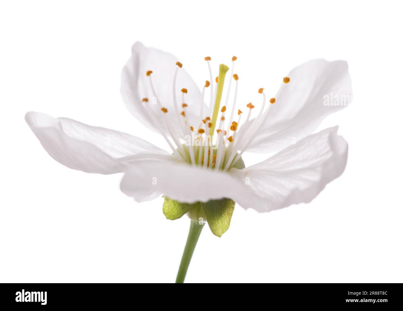 Cherry flower Isolated On White Stockfoto