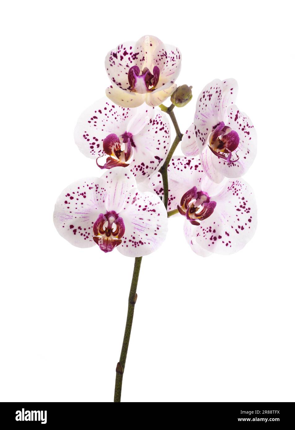Orchideen Blumen auf weißem Hintergrund Stockfoto