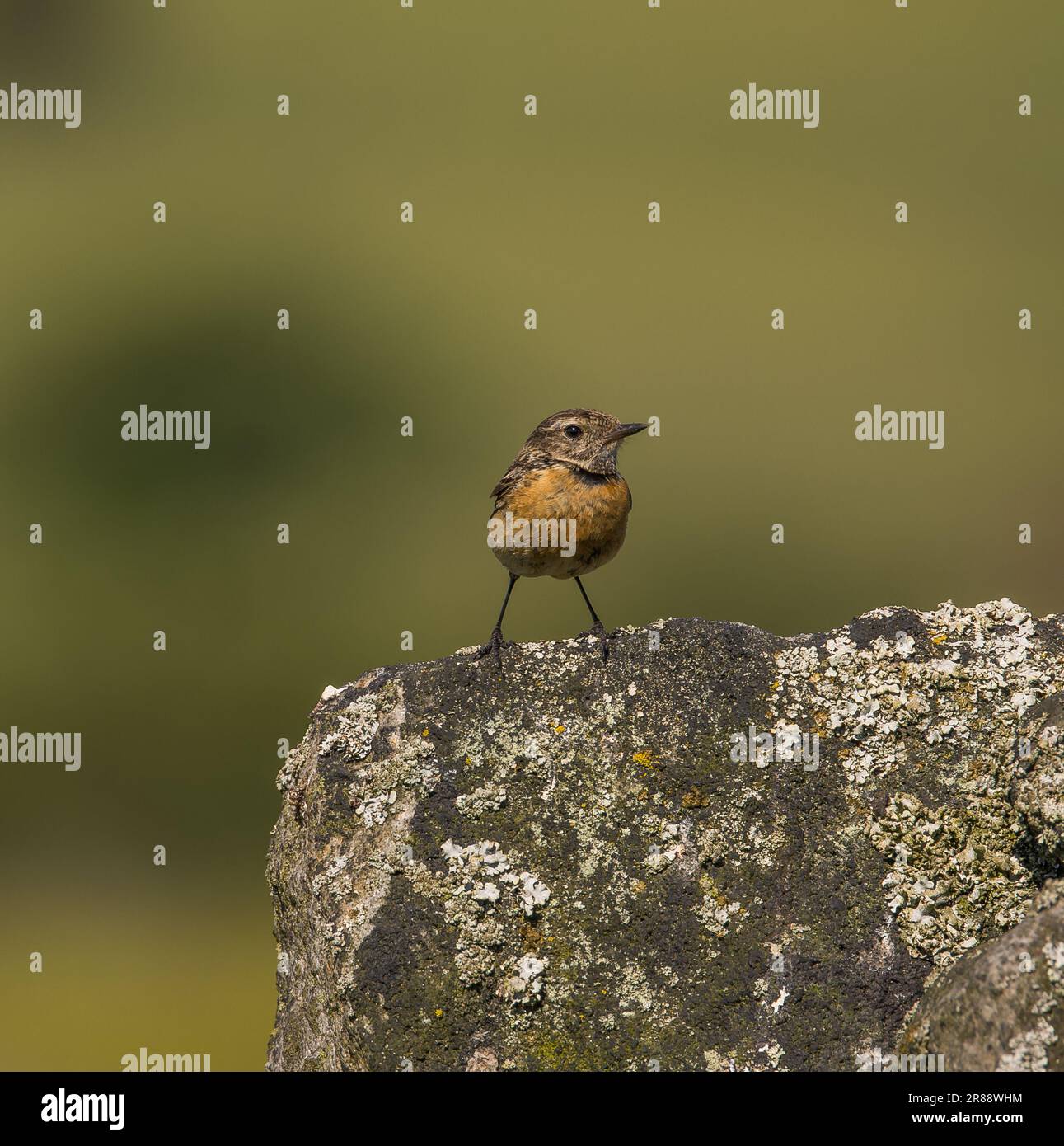 Schwarzkehlchen Stockfoto