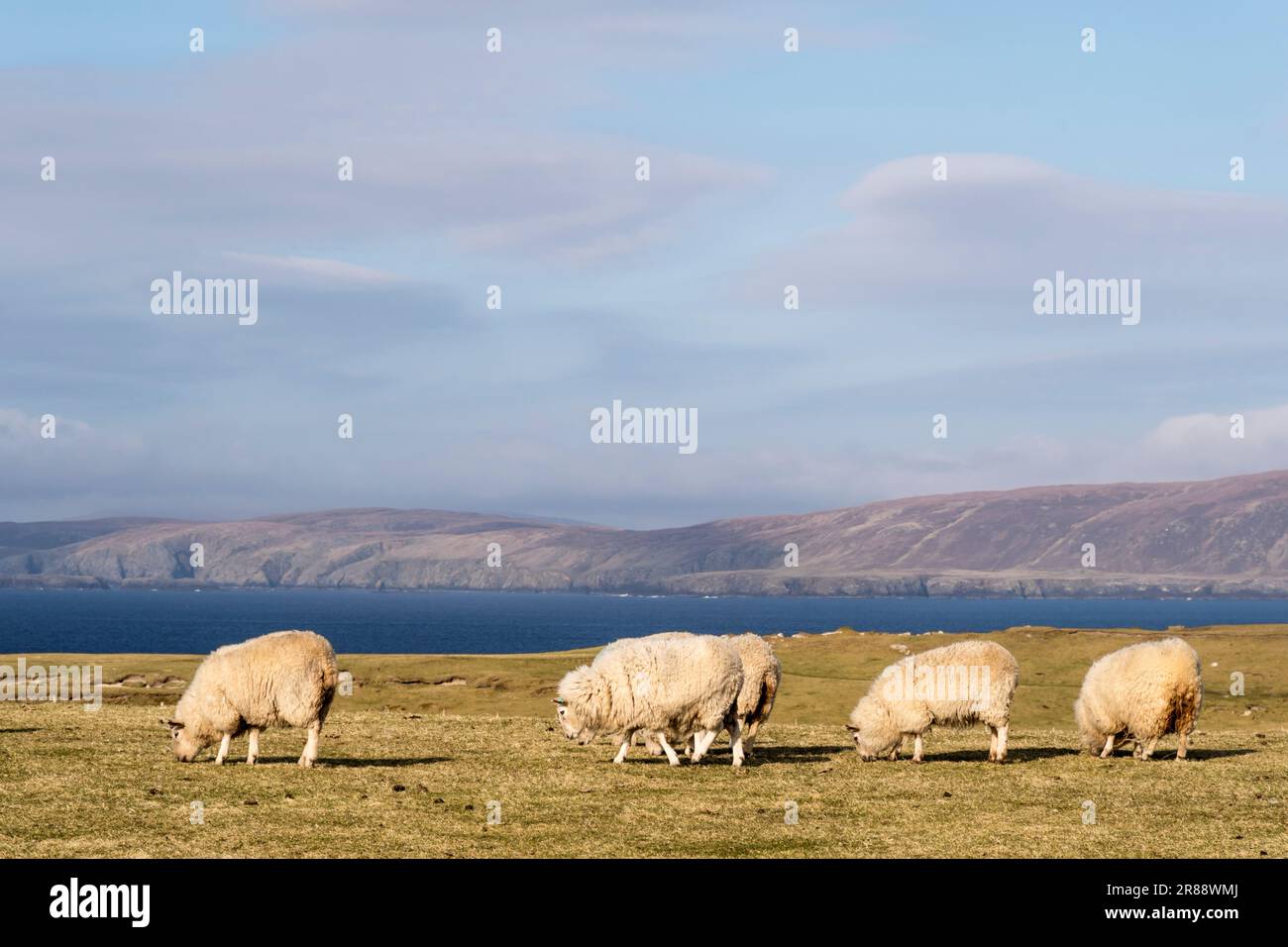 Schafe auf der Insel Yell, Shetland. Stockfoto