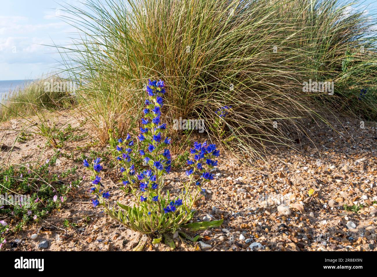Viper Bugloss, Echium vulgare, wächst hinter Snettisham Beach am östlichen Ufer der Wash in Norfolk. Stockfoto