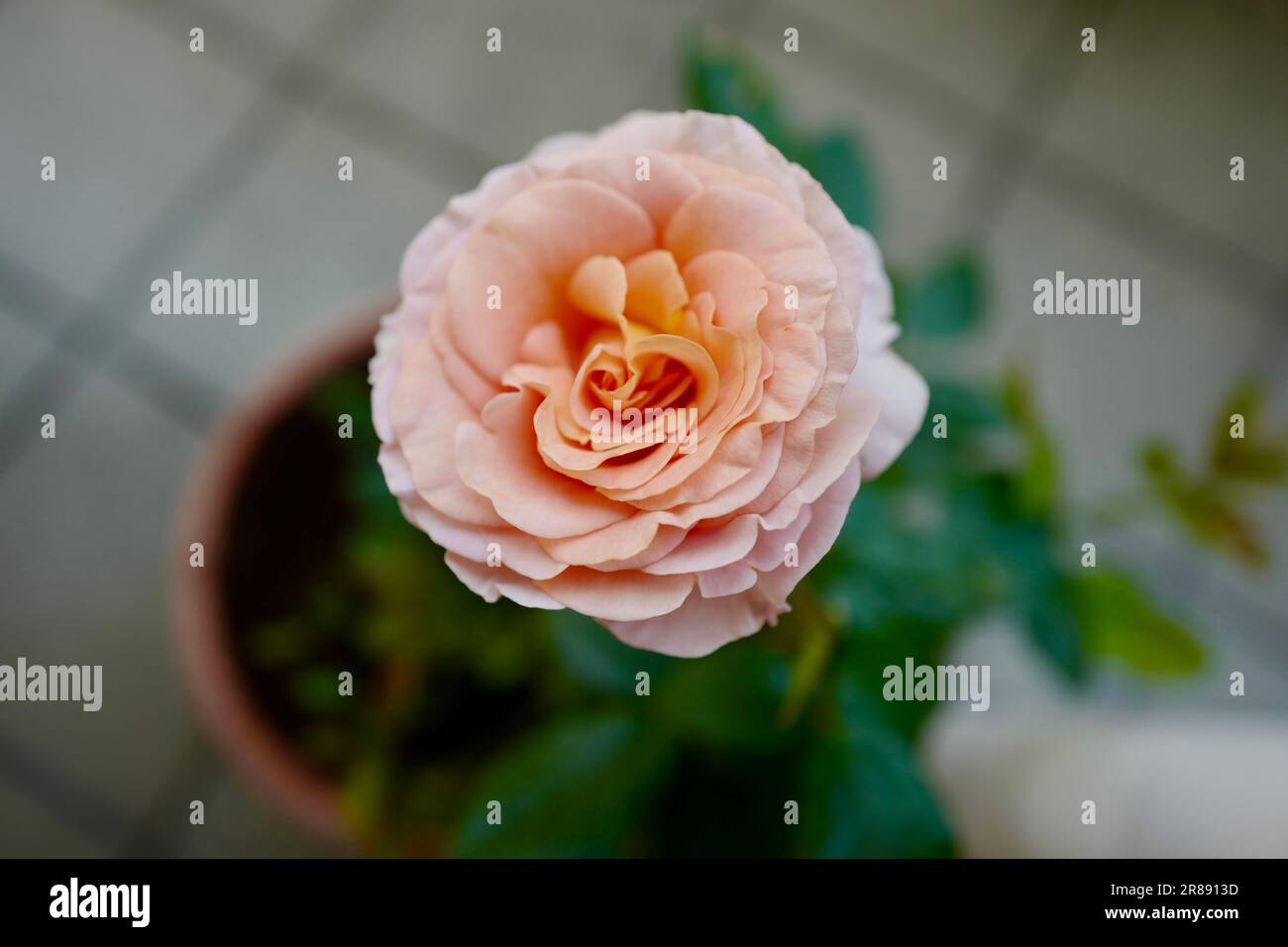 Vollständige orangefarbene Rose mit unscharfem Hintergrund Stockfoto