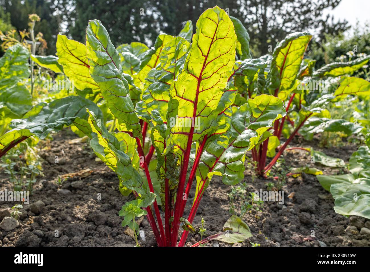 Gemüsegarten deutschland Fotos und Bildmaterial in hoher Auflösung