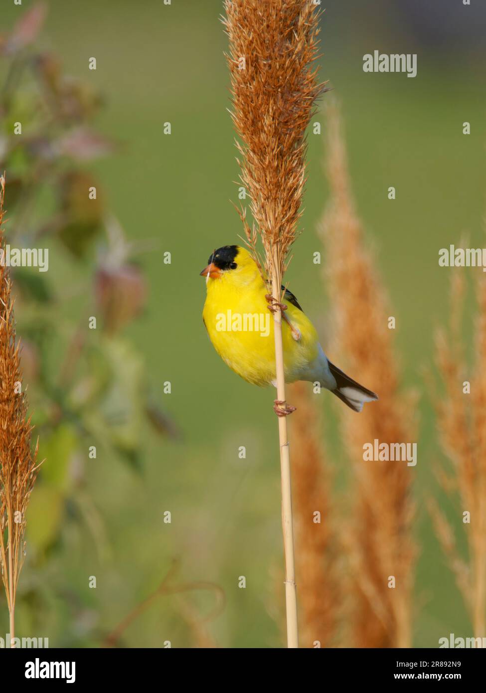 Amerikanischer Goldfink - männlicher Spinus tristis Ohio, USA BI36296 Stockfoto