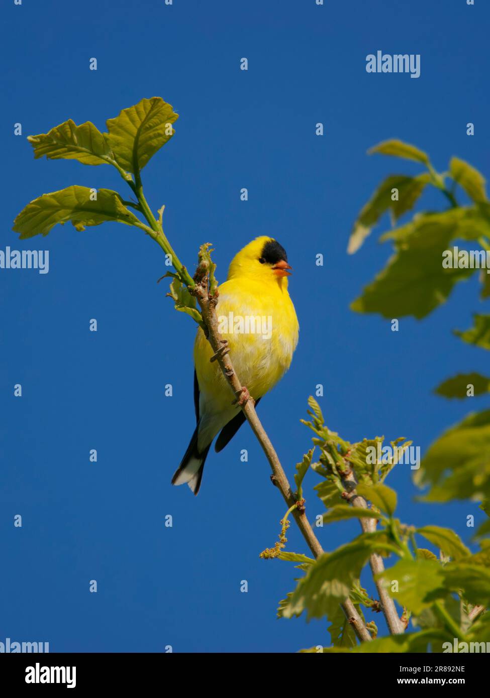 Amerikanischer Goldfink - männlicher Spinus tristis Ohio, USA BI36299 Stockfoto