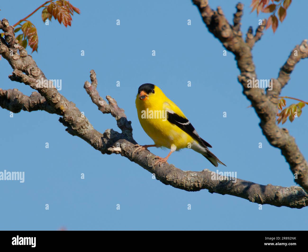 Amerikanischer Goldfink - männlicher Spinus tristis Ohio, USA BI36300 Stockfoto