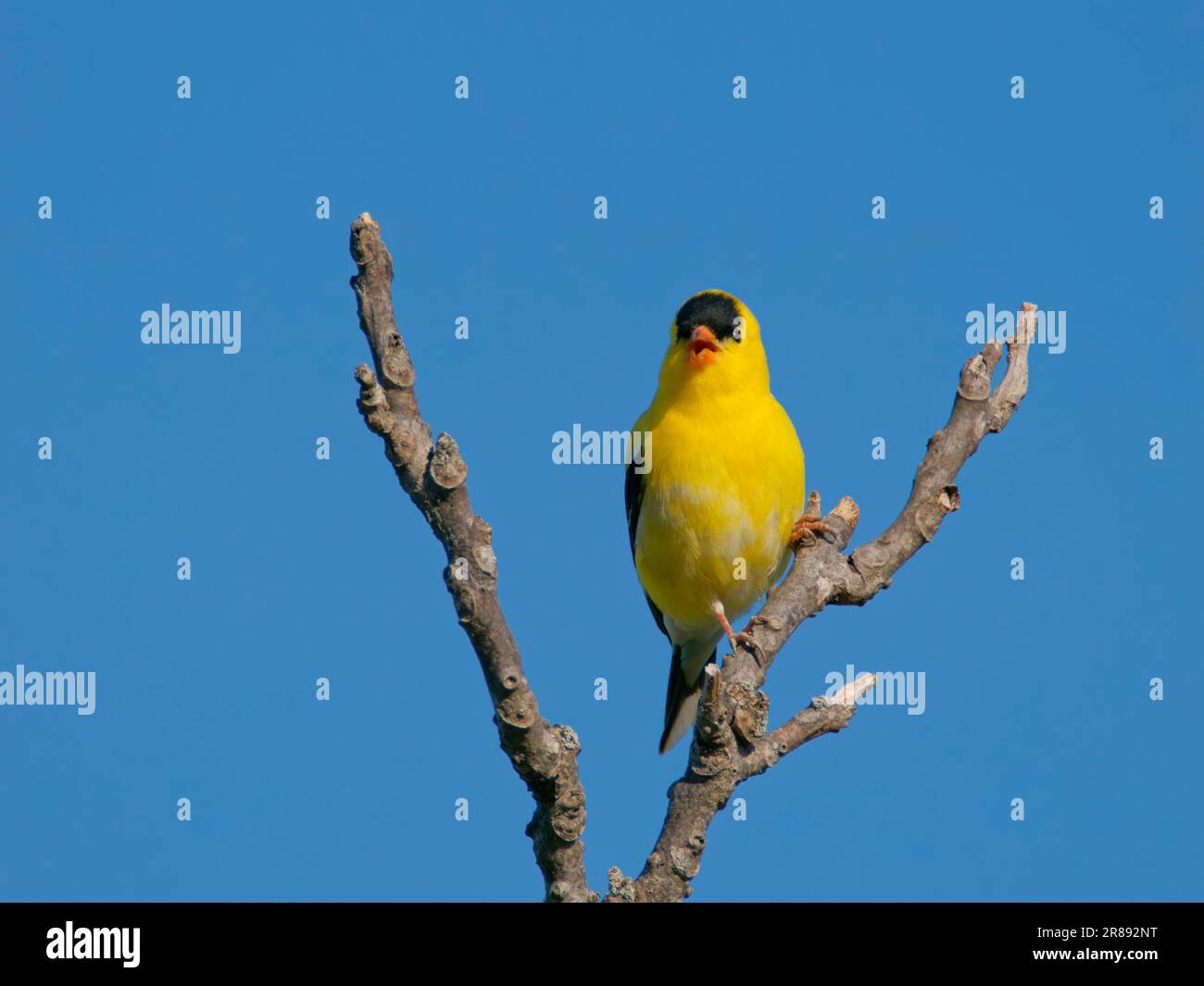 Amerikanischer Goldfink - männlicher Spinus tristis Ohio, USA BI36301 Stockfoto
