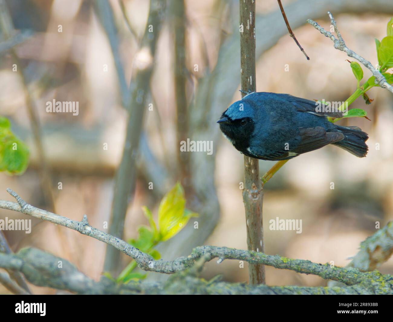 Black throated Blue Warbler Setophaga caerulescens Magee Marsh, Ohio, USA BI36417 Stockfoto