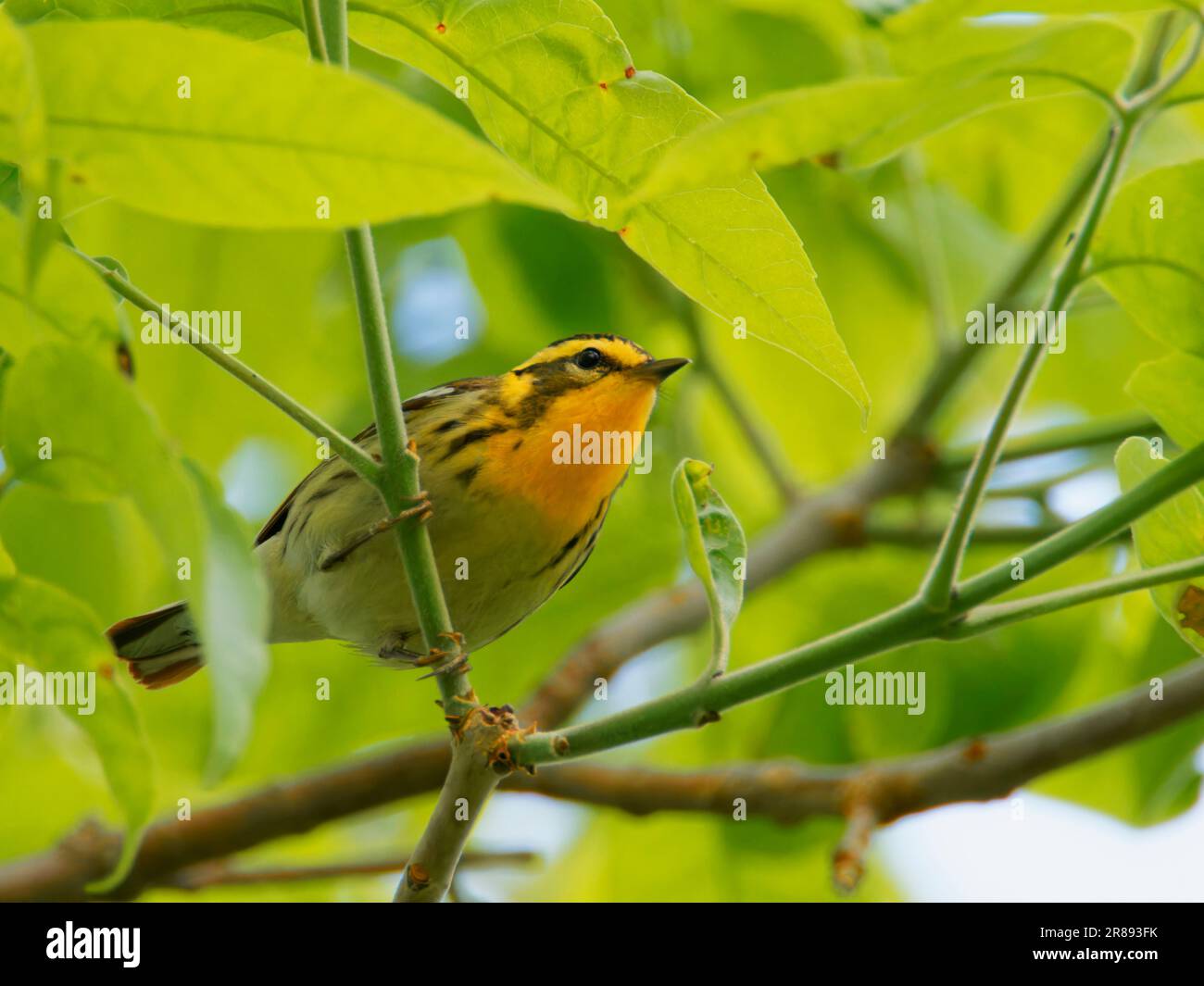 Blackburnian Warbler Setophaga fusca Magee Marsh, Ohio, USA BI36435 Stockfoto