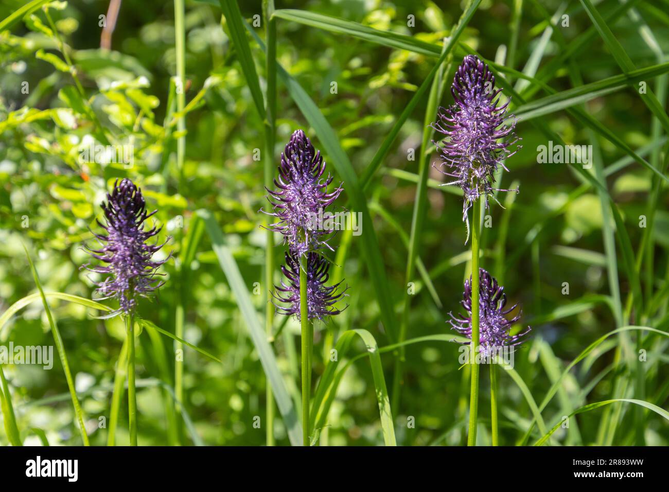 Wei Oder Violett Bluhende Mittelmeerpflanze