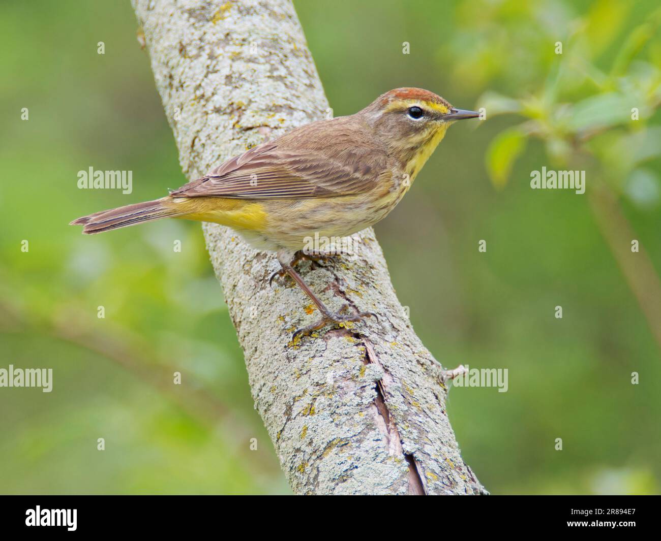 Palm Warbler Setophaga palmarum Magee Marsh, Ohio, USA BI36549 Stockfoto