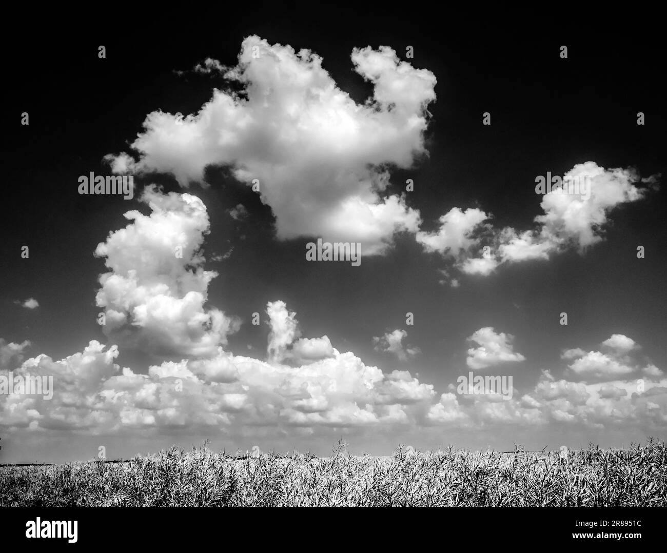Diese flauschigen Wolken treiben über das Schlachtfeld der Somme im 1. Weltkrieg in Frankreich. Wie viele Soldaten hätten so eine friedliche Szene gesehen, während das Blutbad weiterging? Stockfoto