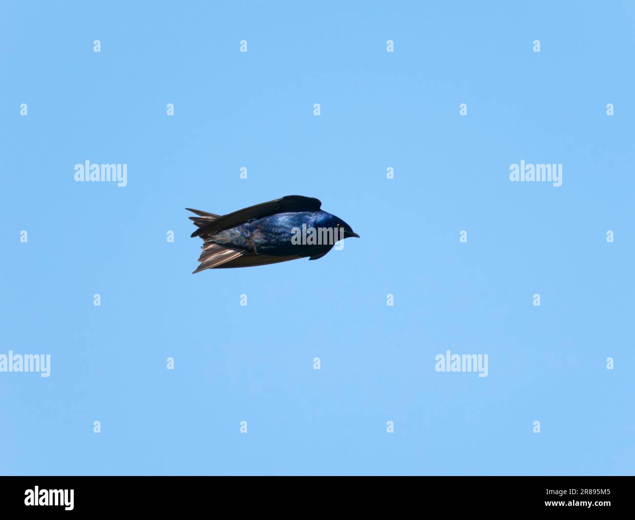 Purple Martin - Männlich im Flug Progne subis Ottawa Wildlife Refuge, Ohio, USA BI36692 Stockfoto