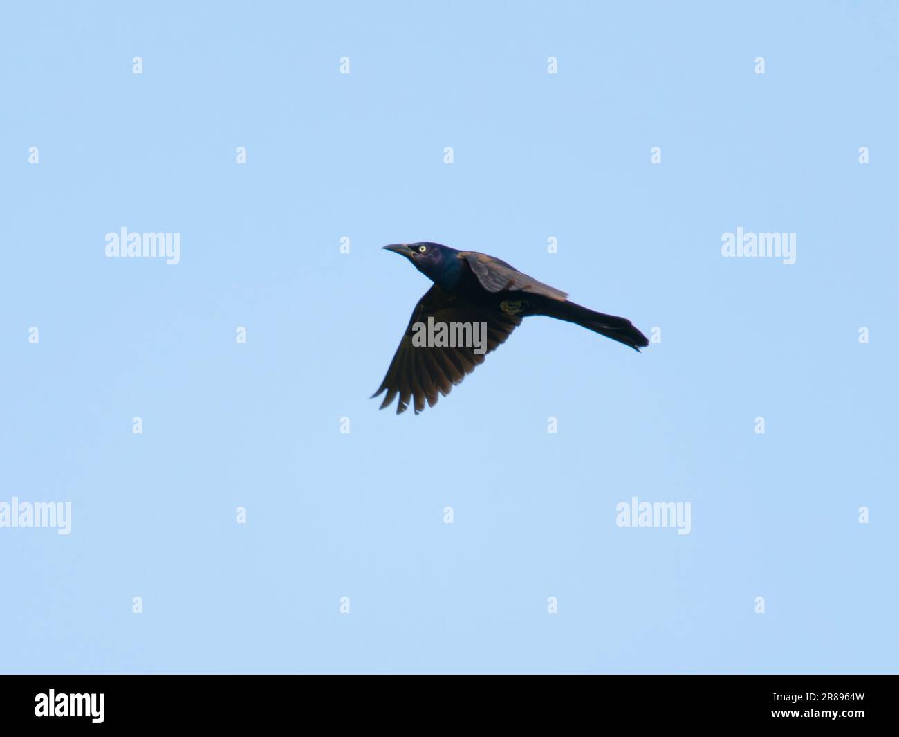 Grackle - auf dem Flug Quiscalus Quiscula Ottawa Wildlife Refuge, Ohio, USA BI36763 Stockfoto