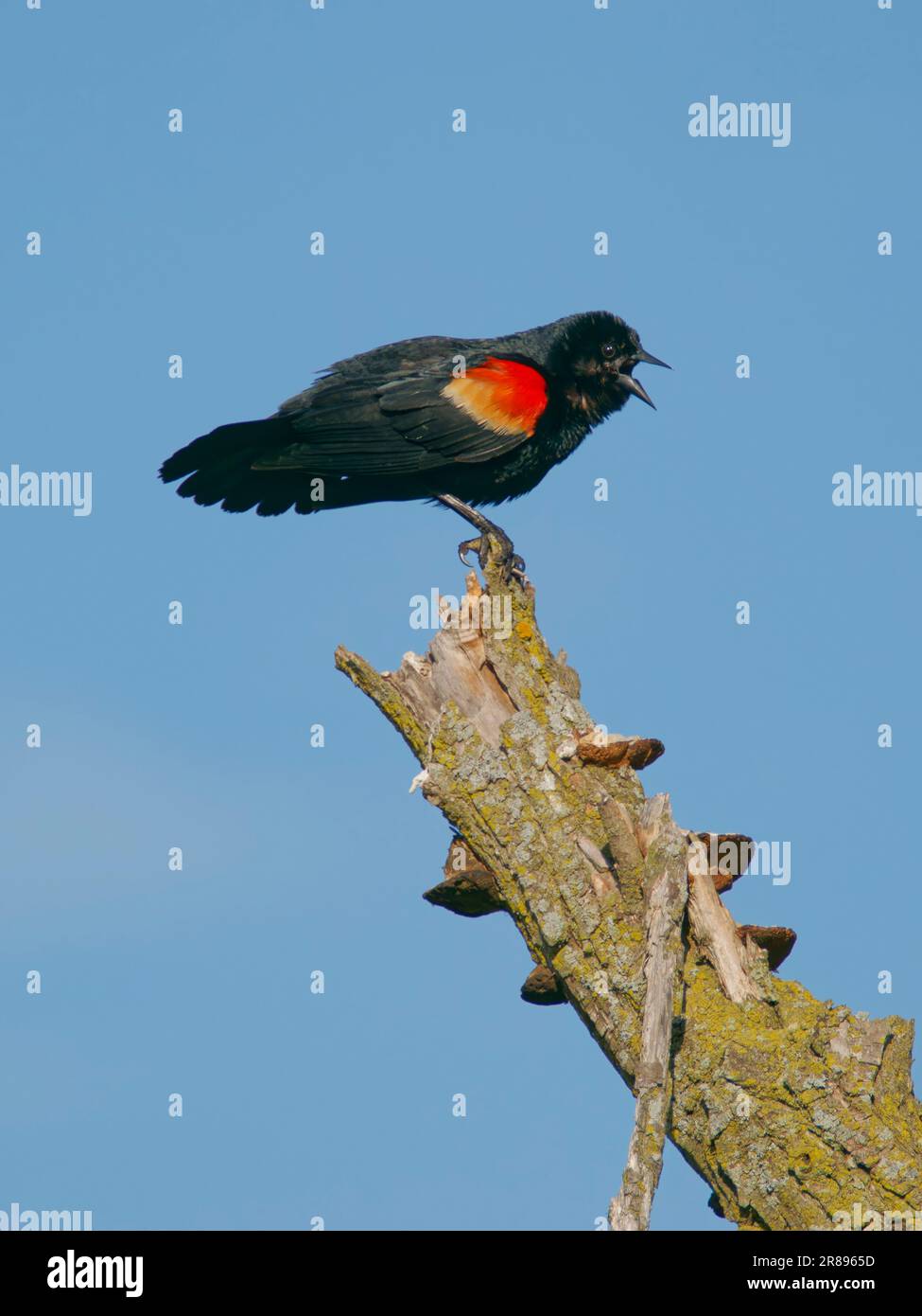 Red Wing Blackbird - Männlich mit Agelaius phoeniceus Magee Marsh, Ohio, USA BI36768 Stockfoto