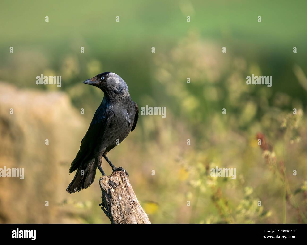 Ein Alarm Jackdaw, (Corvus monedula), ein Mitglied der Krähenfamilie, hoch oben auf einem alten Ast in der Mitte eines Feldes Stockfoto