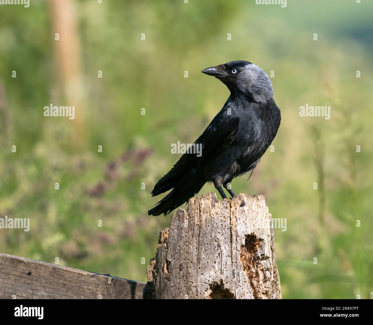 Ein Jackdaw (Corvus monedula), ein Mitglied der Crow-Familie, der immer wachsam ist, wenn er auf einem alten hölzernen Torpfosten sitzt Stockfoto