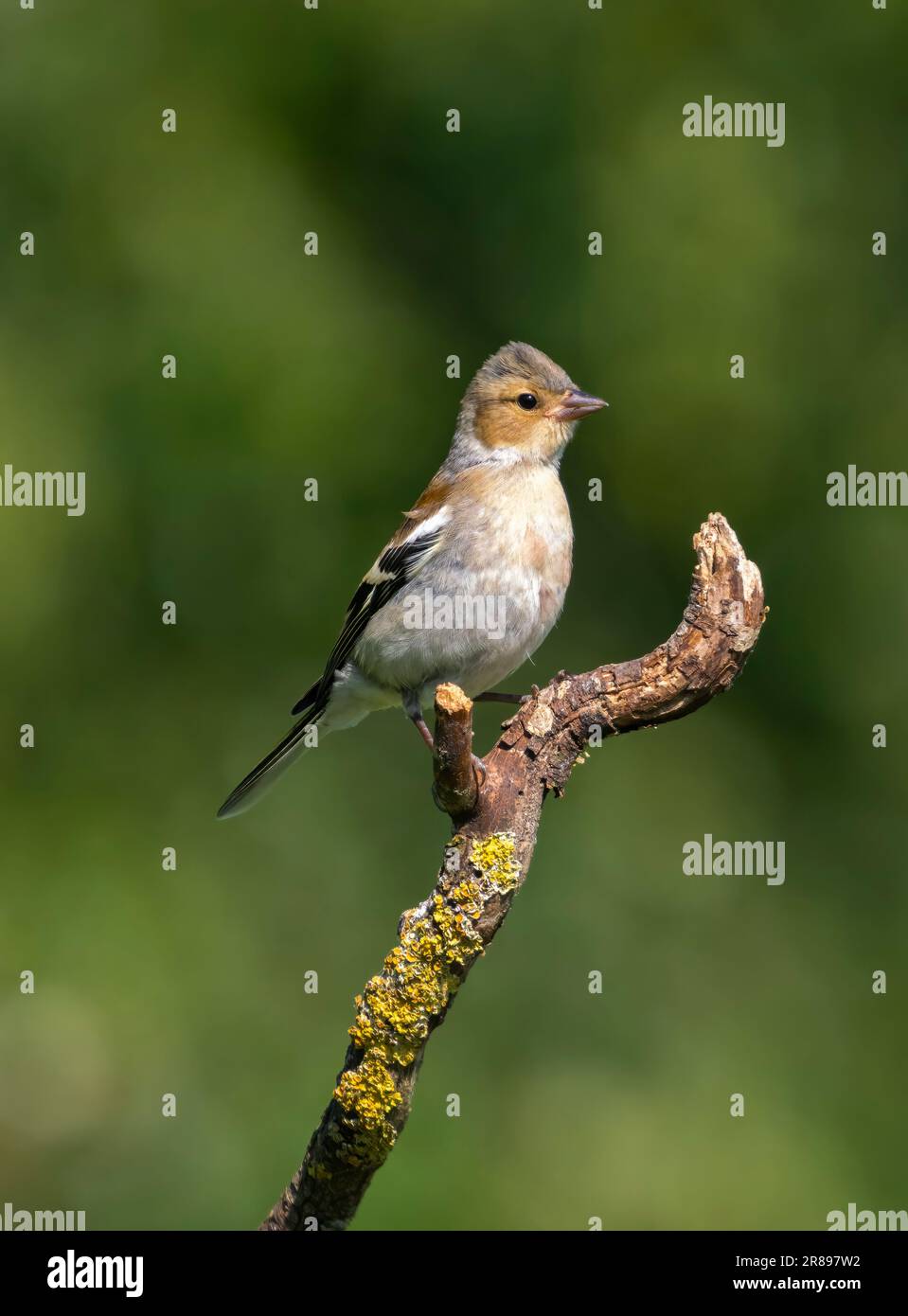 Ein weibliches Chaffinch, (Fringilla Coelebs), hoch oben auf einem alten Ast Stockfoto