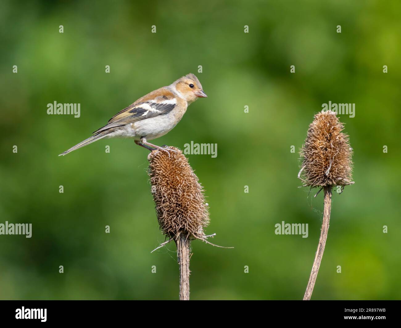 Ein weibliches Chaffinch (Fringilla Coelebs), Stockfoto