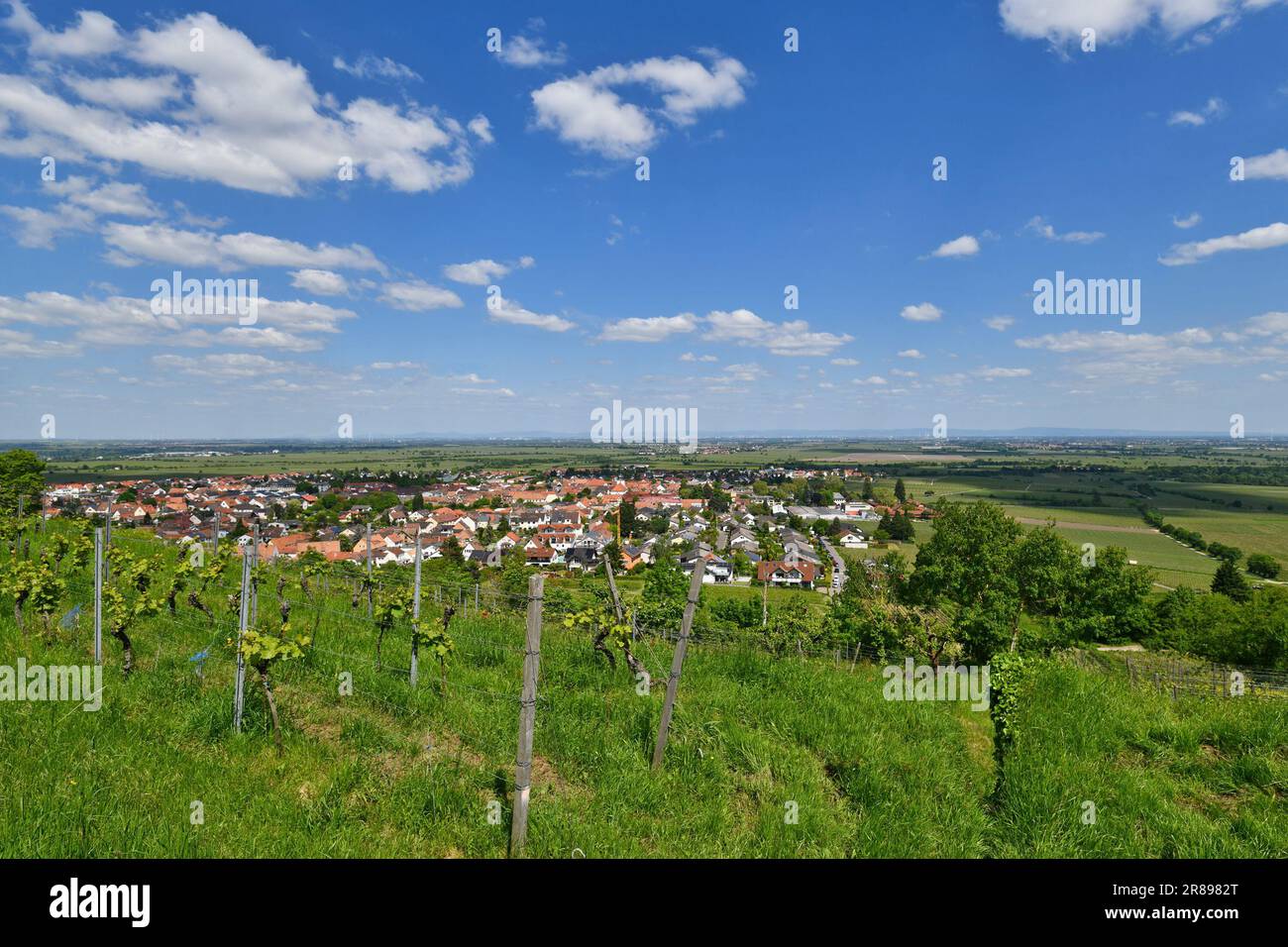 Weinberge in Wachenheim in Rheinland-Pfalz, Deutschland Stockfoto
