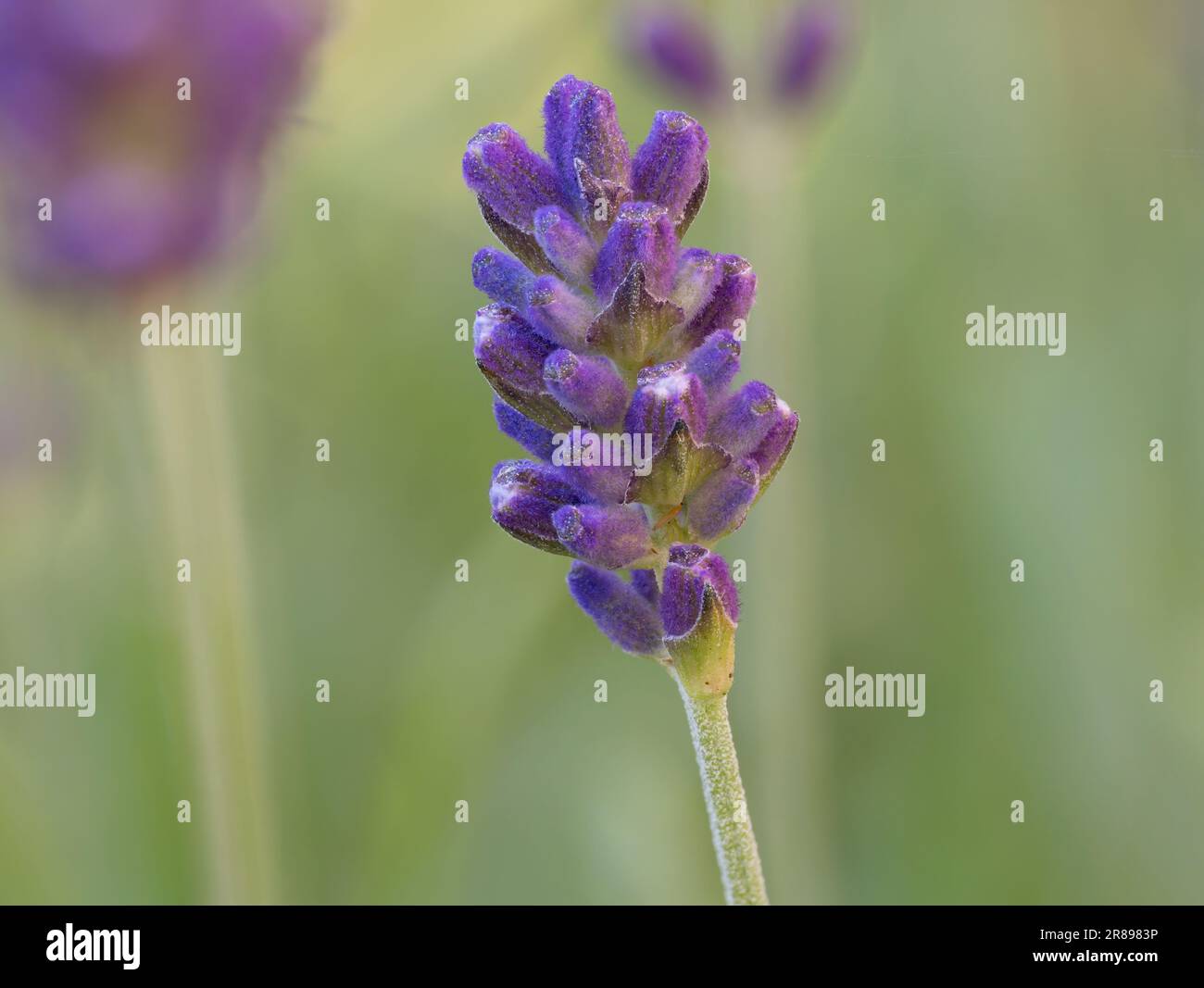 Eine Nahaufnahme des Blütenkopfs von Lavender vor einem Hintergrund mit weichem Fokus Stockfoto