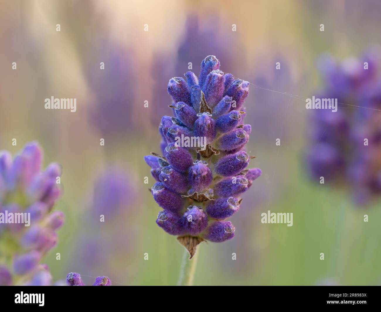 Eine Nahaufnahme des Blütenkopfs von Lavender vor einem Hintergrund mit weichem Fokus Stockfoto